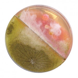 petri_dish_01